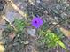 Purple flower surrounded by green leaves at 5014 Galaxy Dr, New Port Richey, FL 34652