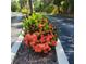 Lush landscaping featuring vibrant ixora plants along a community walkway at 22481 Westchester Blvd # A19, Punta Gorda, FL 33980