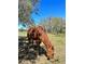A chestnut horse grazes behind a wire fence at 40610 State Road 64 E, Myakka City, FL 34251