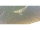 Dolphin swimming in the clear water at 6009 Sea Ranch Dr # 301, Hudson, FL 34667