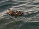 Mother duck and ducklings on calm water at 6009 Sea Ranch Dr # 214, Hudson, FL 34667