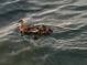 Image of a mother duck swimming in the water, surrounded by many ducklings at 6009 Sea Ranch Dr # 101, Hudson, FL 34667