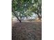 A spacious backyard with mature trees, creating a shaded oasis for relaxation and outdoor enjoyment at 10336 Oak Hill Dr, Port Richey, FL 34668
