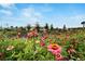Vibrant community garden with a wide variety of flowers and greenery providing fresh produce and beauty at 5820 Shorebird Br, Land O Lakes, FL 34638