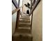 Carpeted stairway leading to the basement at 103 W Hamilton Ave, Tampa, FL 33604
