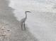 A snowy egret on the shore at 100 Bluff View Dr # 605A, Belleair Bluffs, FL 33770