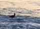 Shorebird in the ocean waves during a sunset at 100 Bluff View Dr # 605A, Belleair Bluffs, FL 33770