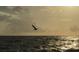 A bird in flight over the ocean at 100 Bluff View Dr # 605A, Belleair Bluffs, FL 33770