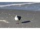 Seagull standing on the sandy beach at 100 Bluff View Dr # 605A, Belleair Bluffs, FL 33770