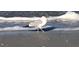 Seagull walking along the shoreline at 100 Bluff View Dr # 605A, Belleair Bluffs, FL 33770