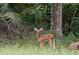 A young deer spotted in a wooded area near the property at 19300 Lonesome Pine Dr, Land O Lakes, FL 34638
