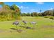 Three sandhill cranes on a lush green golf course at 35506 Wickingham Ct, Zephyrhills, FL 33541