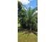 Lush backyard with various plants and grass at 4375 Lindsey Loop, Dover, FL 33527