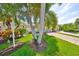 Landscaped front yard with palm trees and manicured lawn at 633 Tremont Greens Ln # 16, Sun City Center, FL 33573