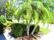 Palm tree in front of the house at 2501 Lonigan Pl, Sun City Center, FL 33573