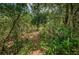 Lush, wooded area with a trail at 2271 Keystone Rd, Tarpon Springs, FL 34688