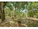 Open area with mature trees and undergrowth at 2271 Keystone Rd, Tarpon Springs, FL 34688