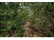 Path through a dense, green wooded area at 2271 Keystone Rd, Tarpon Springs, FL 34688