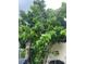 Large, lush tree in the backyard next to the house at 33255 State Road 70 E, Myakka City, FL 34251