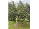 Mature loquat tree in the backyard provides shade and privacy at 33255 State Road 70 E, Myakka City, FL 34251