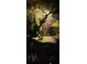 Lush backyard illuminated at night showcasing tropical foliage at 15222 Lost Lake Ln, Lithia, FL 33547