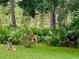 Peaceful backyard with deer in a wooded setting at 19148 Dove Creek Dr, Tampa, FL 33647