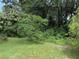 Lush green yard with mature tree at 8707 127Th Ave, Tampa, FL 33637