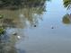 An algae filled pond is home to a group of manatees swimming in Florida waters, showcasing the natural wildlife of the area at 5000 Culbreath Key Way # 4-306, Tampa, FL 33611