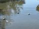 A scenic waterway provides a safe haven and resting place for a group of Florida Manatees at 5000 Culbreath Key Way # 4-306, Tampa, FL 33611