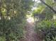 Overgrown pathway leading to the street at 1874 Douglas Ave, Clearwater, FL 33755