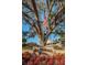 St Andrews Links entrance sign under a large oak tree with an American flag at 2156 Masters Ct # 2156, Dunedin, FL 34698