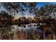 Sunset reflected on calm pond water, surrounded by reeds at 2156 Masters Ct # 2156, Dunedin, FL 34698