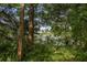 Gorgeous view of the lake through mature trees and lush foliage at 12318 Woodleigh Ave, Tampa, FL 33612