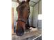 Portrait of a beautiful brown horse inside its stall at 8945 Overlook Dr, Wesley Chapel, FL 33545