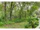 Lush backyard with mature trees and green grass at 15215 Amberly Dr # 206, Tampa, FL 33647