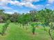 Lush citrus trees growing in the backyard at 7301 Pierce Harwell Rd, Plant City, FL 33565