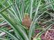 Close-up of a ripe pineapple plant at 7301 Pierce Harwell Rd, Plant City, FL 33565