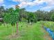 Mango and citrus trees in the backyard orchard at 7301 Pierce Harwell Rd, Plant City, FL 33565