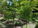 Backyard garden with several young fruit trees at 3275 Fox Lake Dr, Tampa, FL 33618