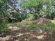 Backyard with mature trees and unkempt landscaping at 1528 Stevensons Dr, Clearwater, FL 33755