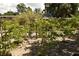 Backyard with various fruit trees and plants at 5163 Tangelo Dr, New Port Richey, FL 34652