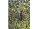 Image shows a utility pole in a wooded area at 17025 Dalberg Dr, Spring Hill, FL 34610