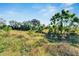 Wooded lot with mature trees and undergrowth at 11109 Sumner Rd, Wimauma, FL 33598
