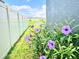 Landscaped side yard with purple flowers at 31559 Barrel Wave Way, Wesley Chapel, FL 33545