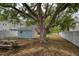 Spacious backyard featuring a large tree and storage shed at 963 Highland Ave, Dunedin, FL 34698