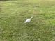 White Ibis bird in a grassy area at 5945 21St N St # 14, St Petersburg, FL 33714