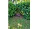 Landscaping featuring a lush green privacy hedge and a small azalea bush as an accent at 10931 Clara Ln, St Petersburg, FL 33708