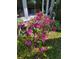 Charming landscaping featuring a vibrant pink azalea bush accenting a brick home's exterior at 10931 Clara Ln, St Petersburg, FL 33708
