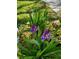 Close-up of a purple iris plant with vibrant green foliage in a landscaped yard at 10931 Clara Ln, St Petersburg, FL 33708