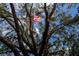 American flag viewed through the branches of a large oak tree at 8676 Fantasia Park Way, Riverview, FL 33578